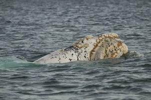 baleine , patagonie, Argentine photo