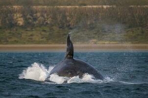 baleine sauter , patagonie photo