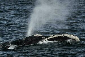 le sud droite baleine baleine respiration, péninsule valdés, Patagonie, Argentine photo
