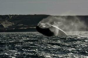 le sud droite baleine sauter, en danger espèces, Patagonie, Argentine photo