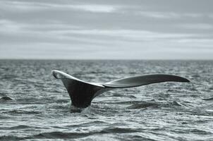 baleine queue patte, patagonie, Argentine photo