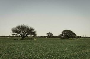 printemps saison paysage, la la pampa photo