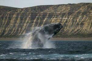 le sud droite baleine, en danger espèces, patagonie photo