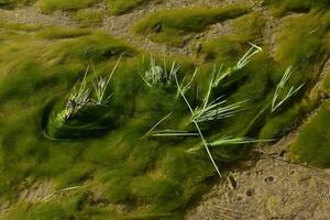 vert algues dans aquatique environnement , patagonie, Argentine. photo