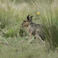 patagonien cavi dans pampa prairie environnement, la la pampa province, , patagonie , Argentine photo