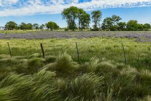 fleuri champ dans été temps paysage, la la pampa province, patagonie, , Argentine. photo