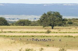 plus grand nandou avec poussins photo