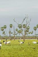 jabiru cigogne, dans zone humide environnement, la estrella le marais, formosa province, Argentine. photo