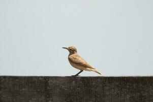 roux hornero , argentin nationale oiseau, fibre marais, corrientes Province Argentine. photo