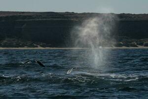 le sud droite baleines dans le surface, péninsule valdés, Patagonie, Argentine photo
