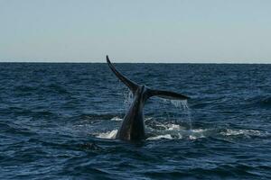 le sud droite baleine queue, péninsule valdés, chubut, Patagonie, Argentine photo