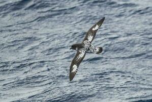 cap pétrel, antarctique oiseau, Antarctique photo