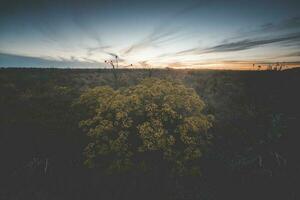 fleuri ancien paysage photo