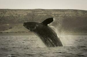 baleine patagonie Argentine photo