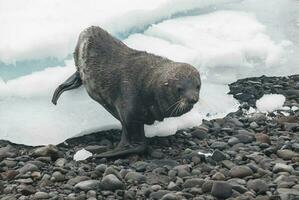 antarctique fourrure sceauarctophoca gazelle, un plage, antarctique péninsule. photo