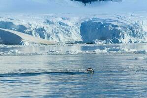 adelie manchot marsouinage, paradis baie , antarctique péninsule, Antarctique.. photo