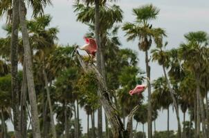 rose spatule, dans zone humide environnement, la estrella le marais, formosa province, Argentine. photo