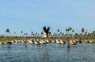 maguari cigogne troupeau, dans zone humide environnement, la estrella le marais, formosa province, Argentine. photo