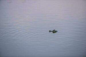 vaste museau caïman, caïman latirostris bébé, Pantanal, mato grossièrement, Brésil. photo