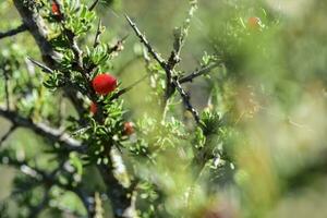 piquer, des fruits dans le calmer forêt, pampa, Patagonie, Argentine photo