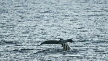 à bosse baleine plongée, mégaptère novaeangliae,antrtica. photo