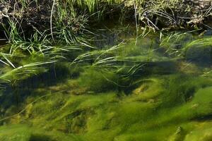 vert algues dans aquatique environnement , patagonie, Argentine. photo