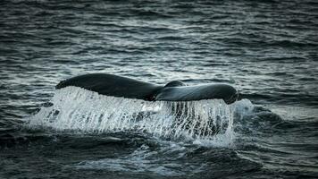 à bosse baleine plongée, mégaptère novaeangliae,antrtica. photo