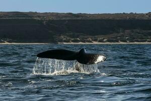 le sud droite baleine queue, péninsule valdés, chubut, Patagonie, Argentine photo