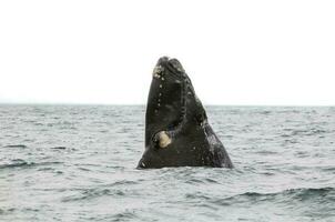 du sud droite baleine sauter , péninsule valdés patagonie , Argentine photo