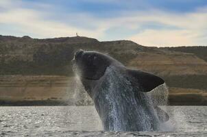 du sud droite baleine sauter , péninsule valdés patagonie , Argentine photo