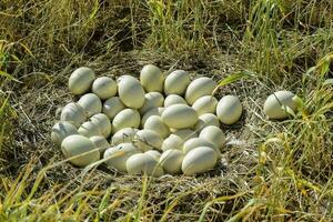 plus grand nandou des œufs dans nid, patagonie, Argentine photo