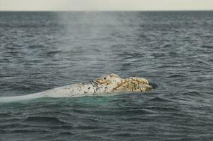 baleine , patagonie, Argentine photo