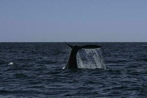 le sud droite baleine queue lobtailing, en danger espèces, Patagonie, Argentine photo