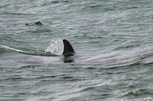 tueur baleine sur le surface, péninsule valdés, patagonie, Argentine. photo