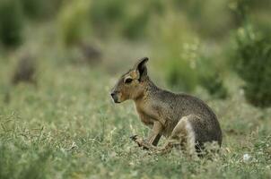 patagonien cavi, patagonie mara, péninsule valdés, patagonie , Argentine photo