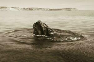 le sud droite baleine, en danger espèces, patagonie photo