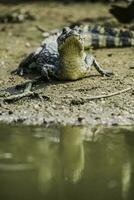 vaste museau caïman, caïman latirostris bébé, Pantanal, mato grossièrement, Brésil. photo