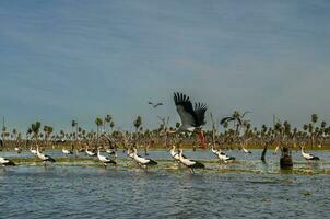 maguari cigogne troupeau, dans zone humide environnement, la estrella le marais, formosa province, Argentine. photo