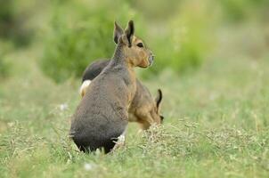 patagonien cavi dans prairie environnement , la la pampa province, patagonie , Argentine photo