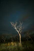 brûlant des arbres photographié à nuit avec une étoilé ciel, la la pampa province, patagonie , Argentine. photo