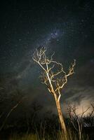 brûlant des arbres photographié à nuit avec une étoilé ciel, la la pampa province, patagonie , Argentine. photo