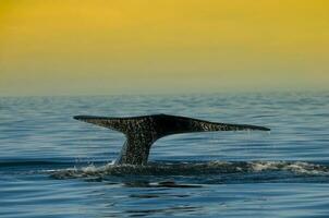 une baleine dans le l'eau photo