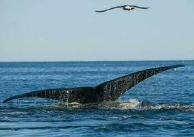 une baleine dans le l'eau photo