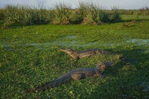 grand alligators pose dans le herbe photo
