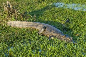 grand alligators pose dans le herbe photo