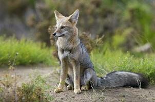 une gris Renard dans le herbe photo