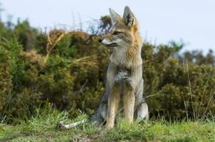 une gris Renard dans le herbe photo