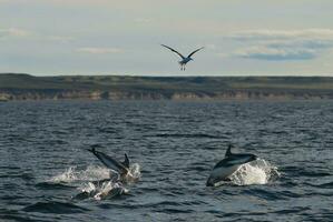 dauphins dans le des eaux de patagonie photo