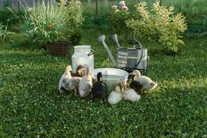 canards sur le cultiver. lumière et foncé canetons boisson l'eau de un le fer creux. le concept de la vie sur le cultiver. photo