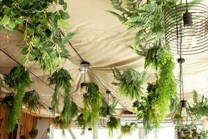 café intérieur avec éléments de biophilique conception. le plafond est décoré avec pendaison intérieur les plantes. le concept de biophilie photo